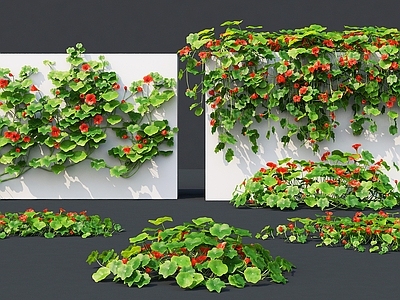 绿植墙 爬山虎 爬藤 灌木