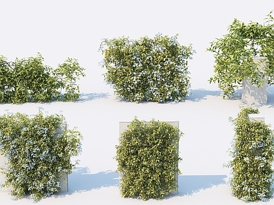 现代植物 藤蔓 绿植 绿篱 灌木 庭院植物 园林植物