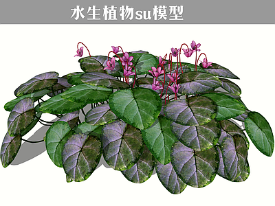 现代水生植物