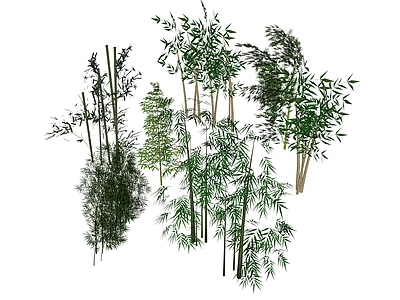 现代竹子景观植物
