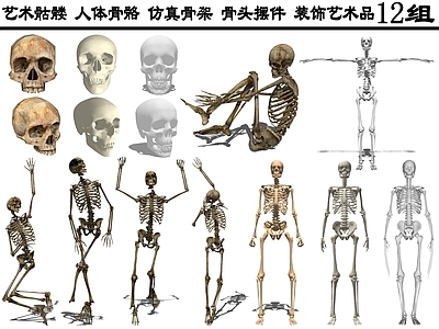 现代医疗器材 艺术骷髅 人体骨骼 仿真骨架 骨头摆件