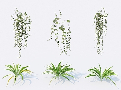 现代藤蔓 爬藤 爬山虎