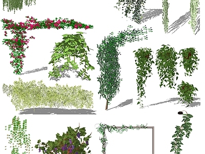 现代灌木 爬藤植物 藤本植物 藤蔓 植物墙  绿植墙