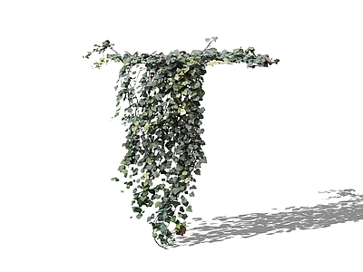 现代藤本植物 常春藤
