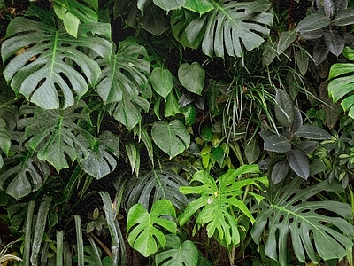 绿植墙 植物墙