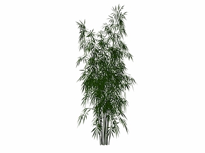 现代竹子