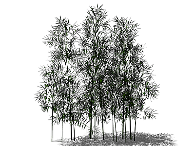 现代竹子