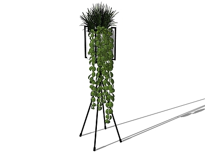 现代盆栽 藤蔓 植物