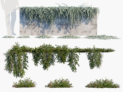 现代绿植墙 花草 爬藤植物 藤蔓植物