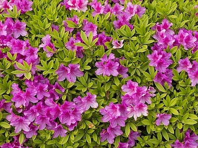 毛鹃贴图 花田植物