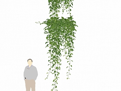 现代垂吊植物