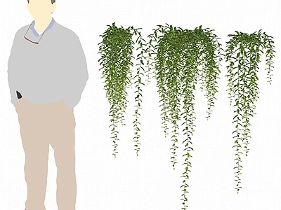 现代垂吊植物