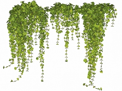 现代垂吊植物