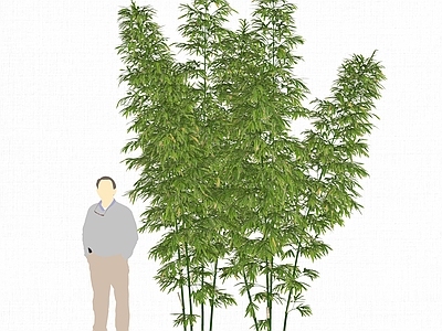 现代竹子