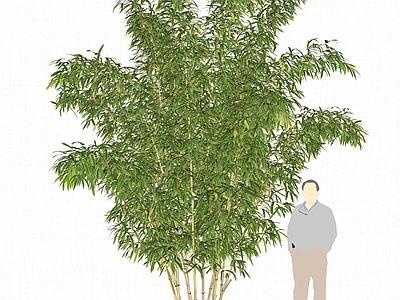 现代竹子