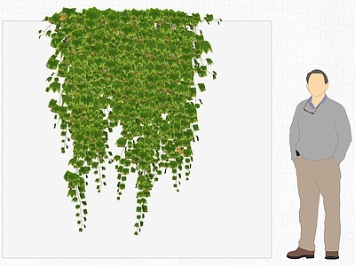 现代爬藤植物