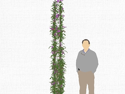 现代爬藤植物 绿植墙