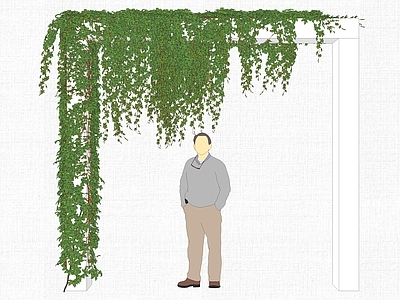 现代爬藤植物 绿植墙