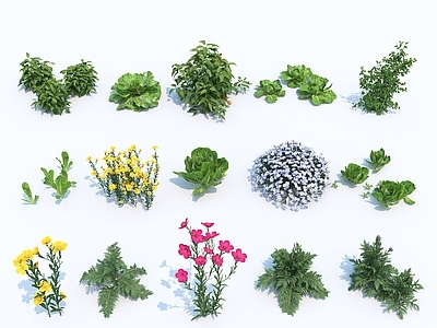 现代花草