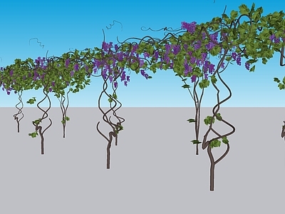 现代花草 葡萄