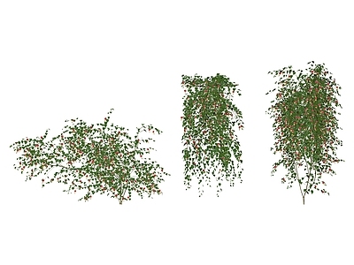 现代绿植 风铃花