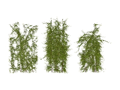 现代绿植 金银花 绿植墙