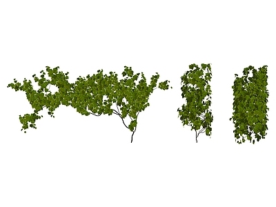 现代绿植墙藤蔓葡萄树
