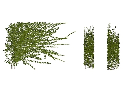 现代绿植墙藤蔓地锦 绿植墙