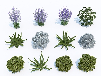 现代花草花卉 景观植物 薰衣草 灌木球 室外植物 灌木 庭院植物