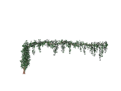 现代绿植墙 爬藤 藤曼
