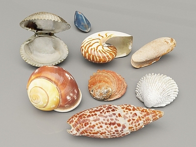 现代贝壳 扇贝 鹦鹉螺 海螺 水生生物 蚌 海蛳螺 软体动物 蛙螺 珍珠贝