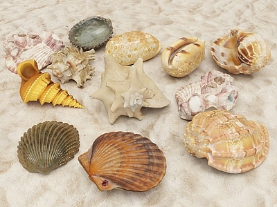 现代贝壳 扇贝 鹦鹉螺 海螺 水生生物 蚌 海蛳螺 软体动物 蛙螺 珍珠贝