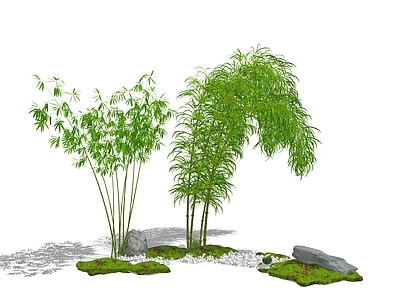 现代竹子 竹林 竹堆 绿植 鹅卵石 景观树