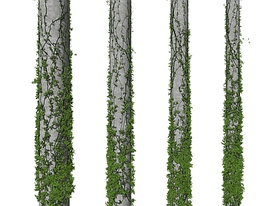 现代藤蔓 植物 爬山虎 爬藤