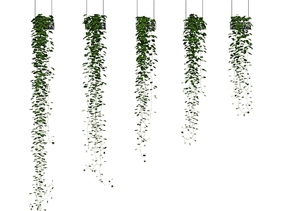 现代藤蔓植物 吊兰 爬山虎 爬藤