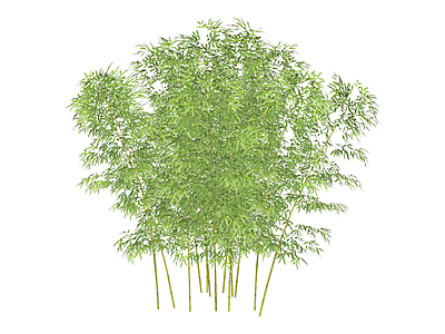 现代竹子 绿植墙