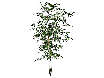 现代竹子