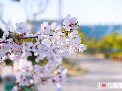 【易贸壁纸】 年·叁月