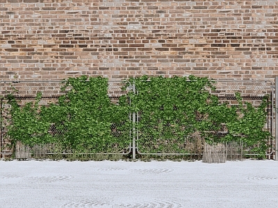 现代藤蔓植物 绿植墙 绿植墙