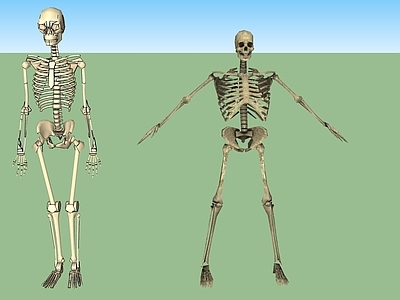 现代单人 骷髅 模特