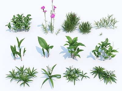 现代花草花卉 花草 灌木 植物 园林植物 植物