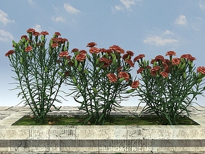 现代花坛 花卉