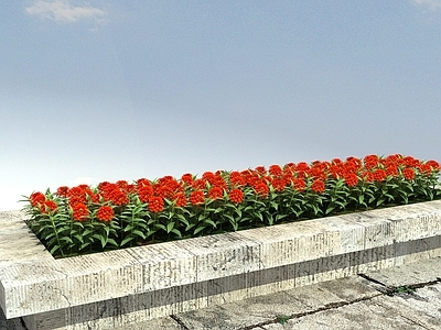 现代花坛花钵 绿化植物 植物