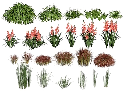 现代花草 兰花