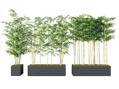 现代竹子 盆栽 盆景 植物 绿植