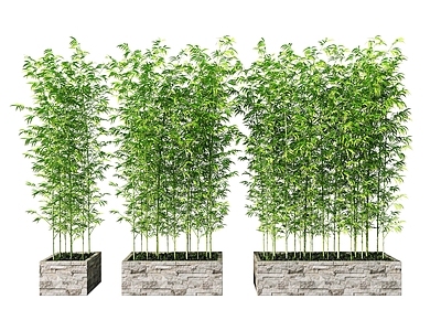 现代竹子 盆栽 盆景 植物 绿植