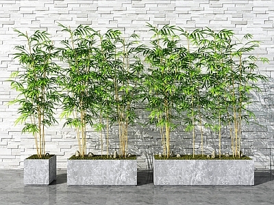 现代竹子 盆栽 盆景 植物 绿植