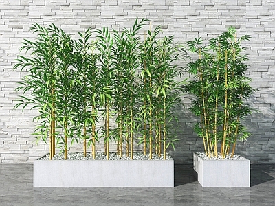 现代竹子 盆栽 盆景 植物 绿植