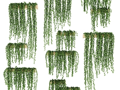 现代盆栽 爬墙虎 墙面植物 爬墙植物