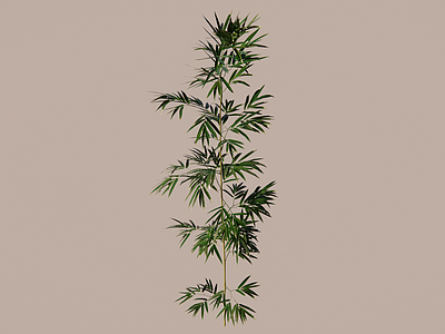 现代竹子